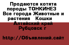 Продаются котята породы ТОНКИНЕЗ - Все города Животные и растения » Кошки   . Алтайский край,Рубцовск г.